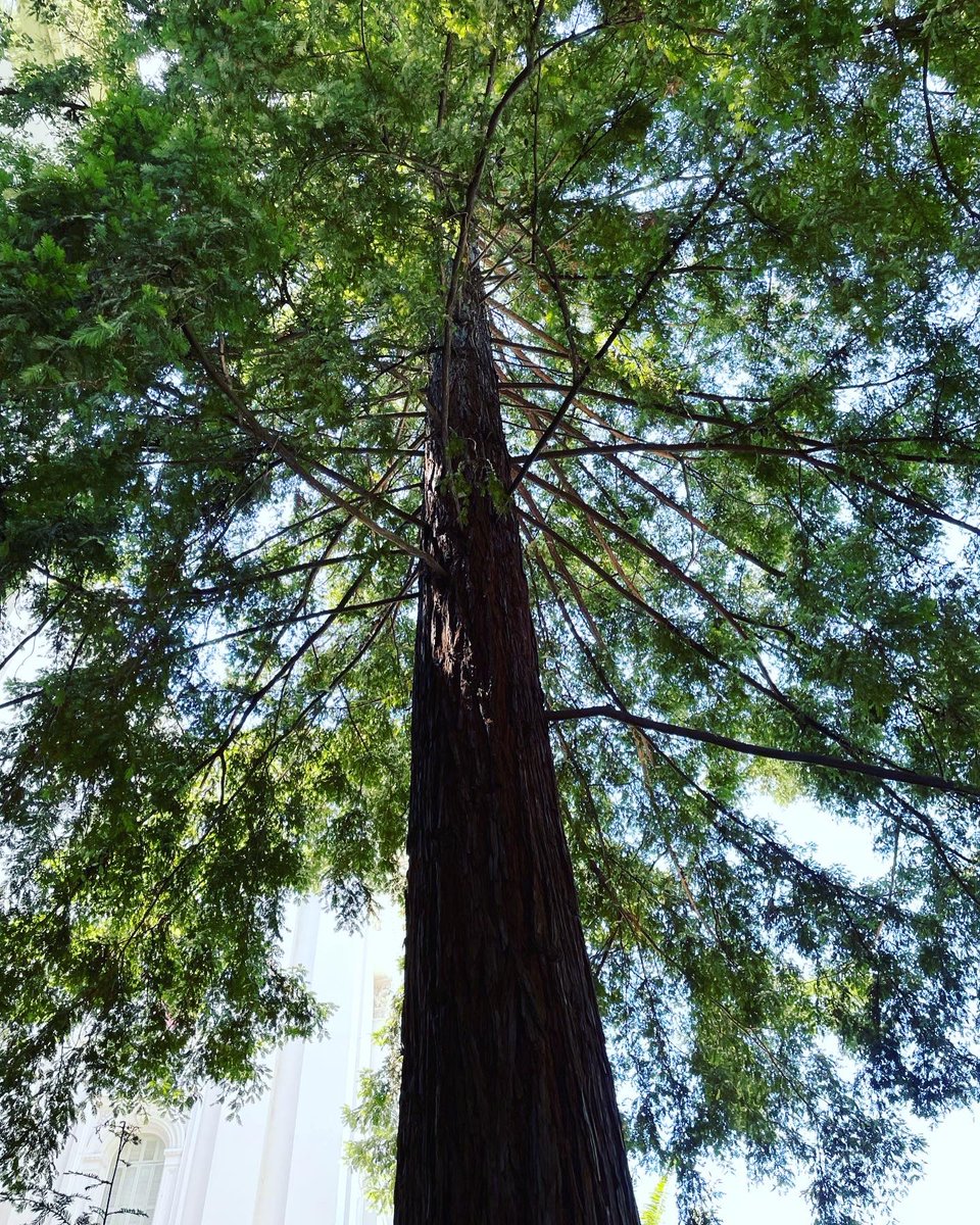 California State Capitol Building tweet media