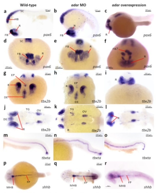Fresh from ZDG lab <a href="/NatureComms/">Nature Communications</a>!
We describe the role of Adar - adenosine deaminase responsible for A-to-I RNA editing, in zebrafish embryogenesis and innate immune regulation. So proud of you ZDGlab!! Awesome collab with Matthias Bochtler as well! 😊rdcu.be/cVYid