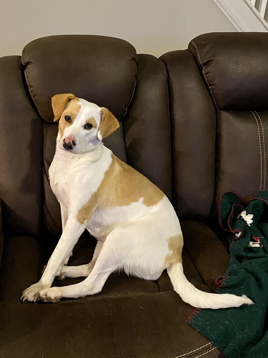wyttigr's tweet photo. @Wolfiesmom This is my rescue, Leena. https://t.co/e2LFFFFWp6