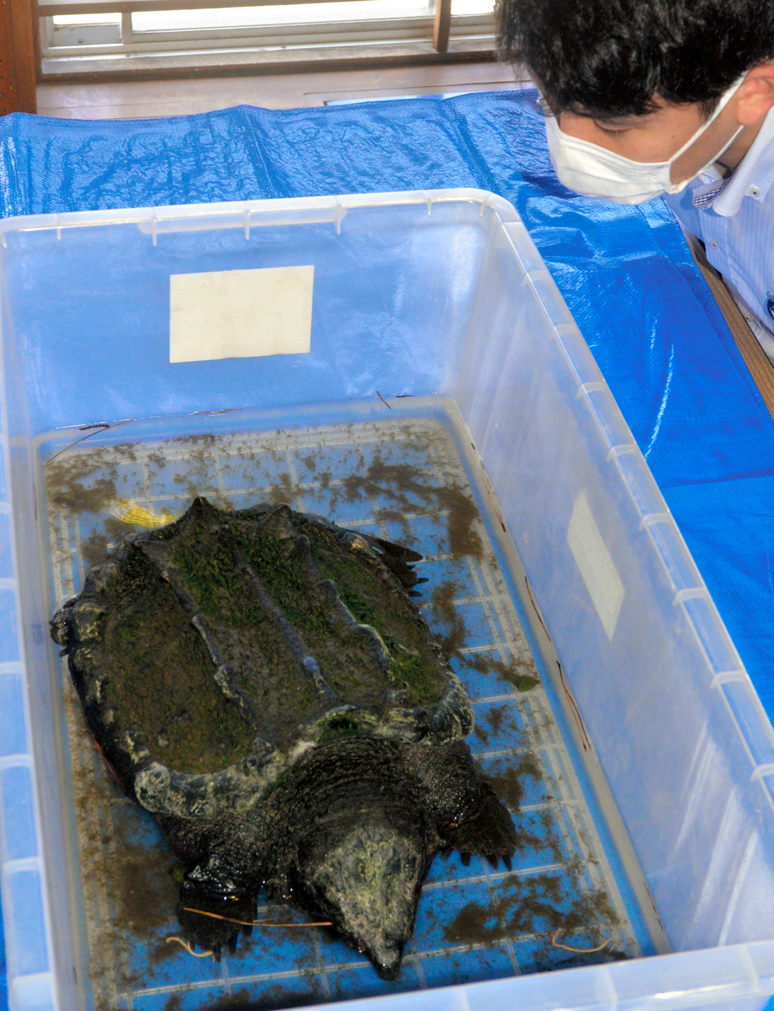 تويتر 朝日新聞デジタル على تويتر 危険なワニガメ 台風で行方不明に 飼い主が通報 自宅の池で発見 T Co Mpkzfkgmz4 飼い主の女性の亡夫が年以上前に飼い始めたという体長約40cmのワニガメ 台風14号の大雨で増水した池にいないことに気づき 通報をしま