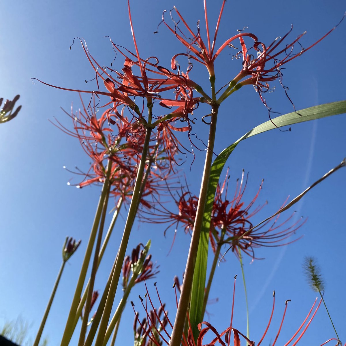 「リコリスの花言葉「情熱」「陽気」「再会」「諦め」「独立」白のリコリスの花言葉「思」|サニサニ屋ファクトリーのイラスト