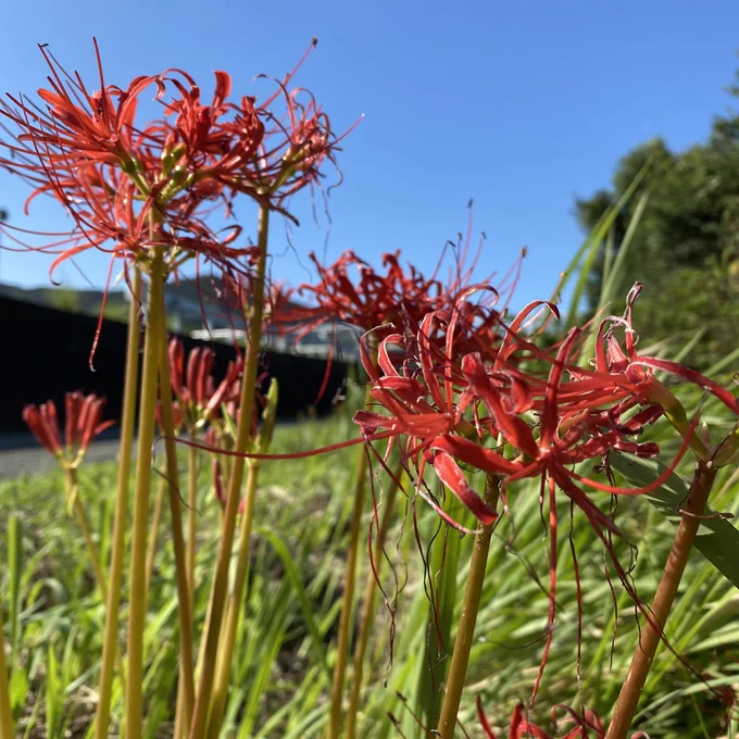 リコリスの花言葉「情熱」「陽気」「再会」「諦め」「独立」白のリコリスの花言葉「思うのはあなた一人」「また会う日を楽しみに」などがあるそうです綺麗だったから写真撮ってみた#彼岸花#Lycoris 