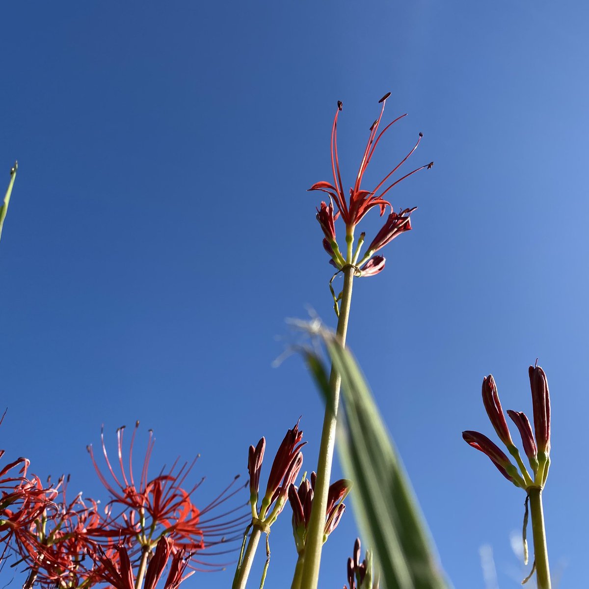 「リコリスの花言葉「情熱」「陽気」「再会」「諦め」「独立」白のリコリスの花言葉「思」|サニサニ屋ファクトリーのイラスト