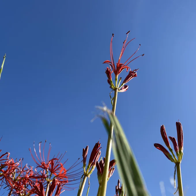 リコリスの花言葉「情熱」「陽気」「再会」「諦め」「独立」白のリコリスの花言葉「思うのはあなた一人」「また会う日を楽しみに」などがあるそうです綺麗だったから写真撮ってみた#彼岸花#Lycoris 