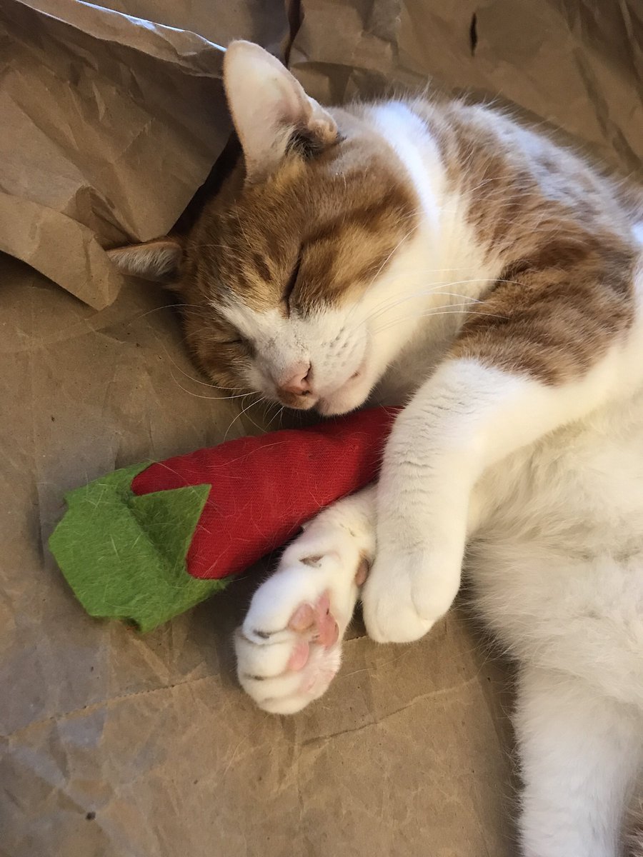 Westgate Strings and Band tweet media