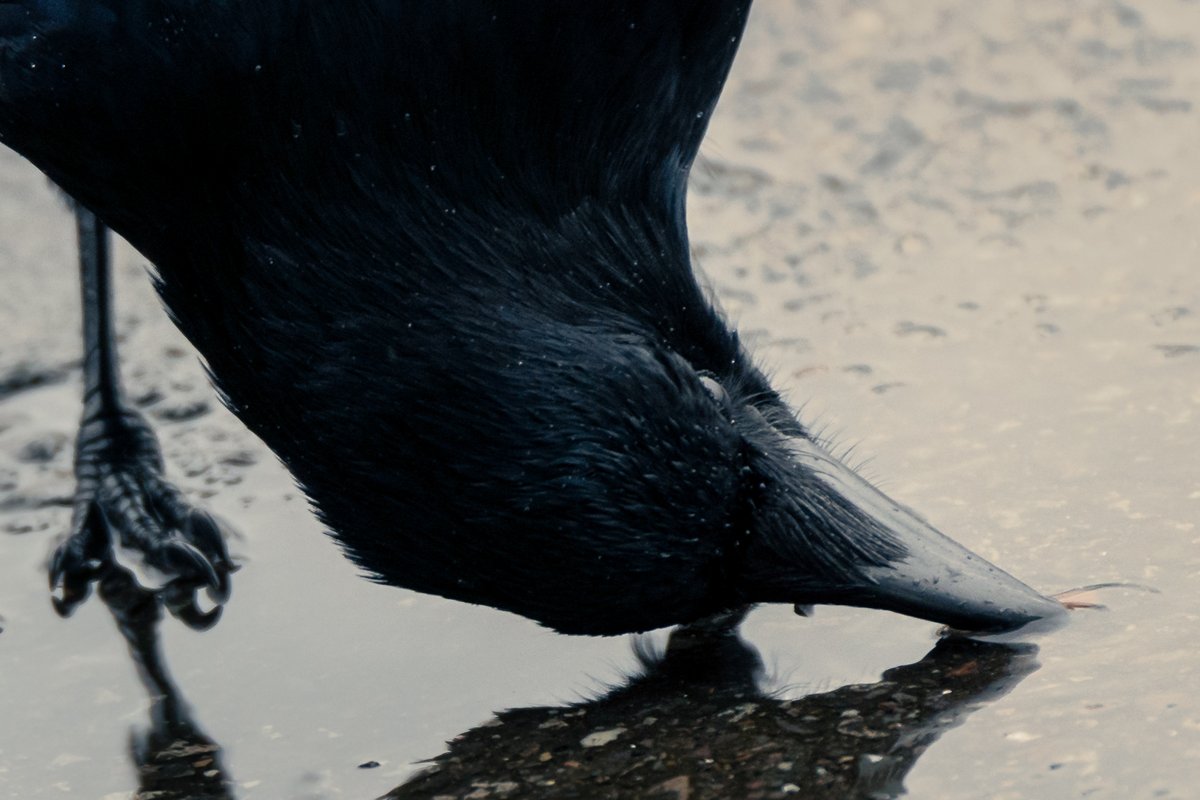 walkographer's tweet photo. Hi! I'm a hobbyist photographer from Germany, shooting during my daily walks – mostly nature and wildlife, but also a few urban or night scenes, depending on route. I love crows. Also dabbling in analog, minimalist and abstract photography. Let's share tips, tricks, and skills! https://t.co/6zMqP98Lfk