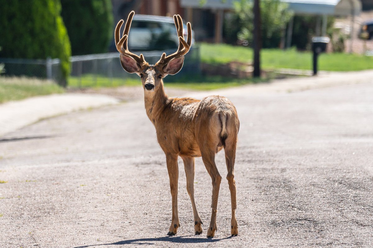 CellfishPhoto's tweet photo. Colorado Springs is a pretty unique city. So much nature, and natural beauty with hundreds of acres of open spaces in and around the city. There is always something interesting to find. #nature #naturephotography #wildlifephotography #wildlife #Colorado #ColoradoSprings https://t.co/vOIGFMQ1Pe