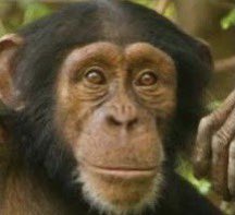 MonkeBetter tweet picture