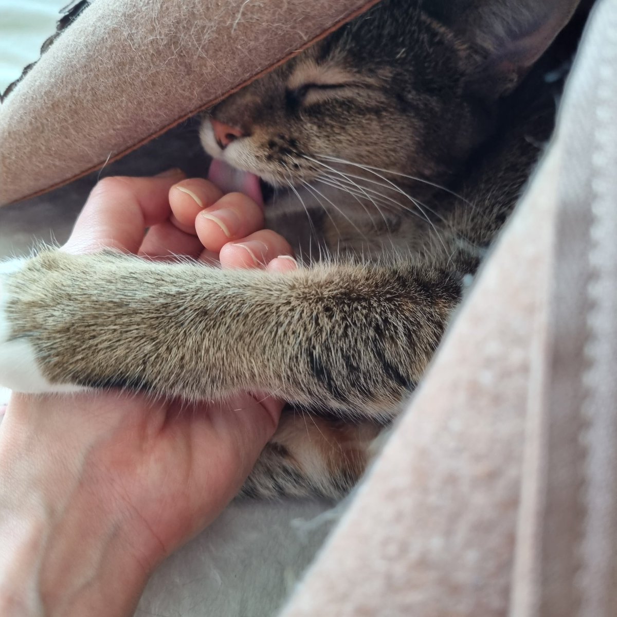jellybread_glb's tweet photo. 💕SooakBagを作った理由
猫の領域本能と家のインテリアを同時に守るためにSooakBagを作りました。
猫を移動する時のストレスを減らすために、猫のフェロモンを吸収できる素材で製作しました。
#猫 #猫好き #猫好きさんと繋がりたい #JellyBread #sooakbag https://t.co/Qv7pSOZ4KC