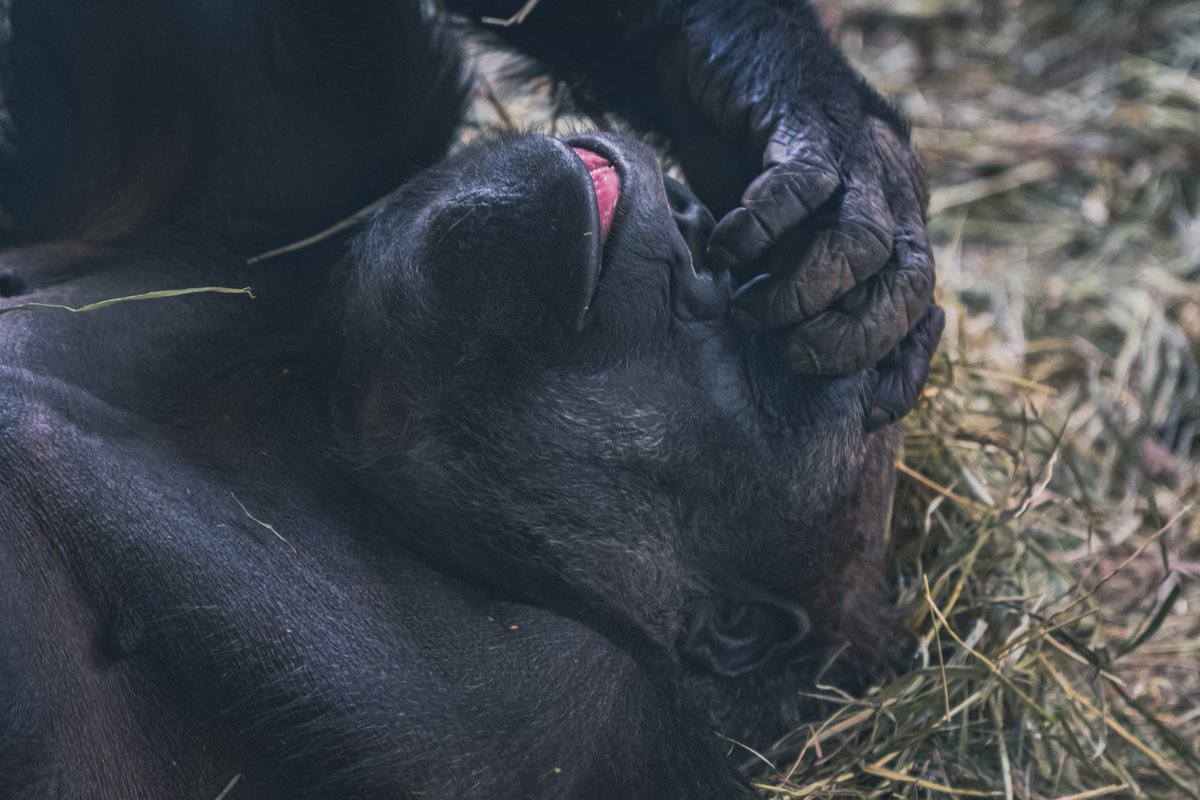 CellfishPhoto's tweet photo. When it's Tuesday, but still feels like Monday. #nature #naturephotography #wildlifephotography #wildlife #cheyennemountainzoo #badday #funnyanimals https://t.co/62ZckXftPi