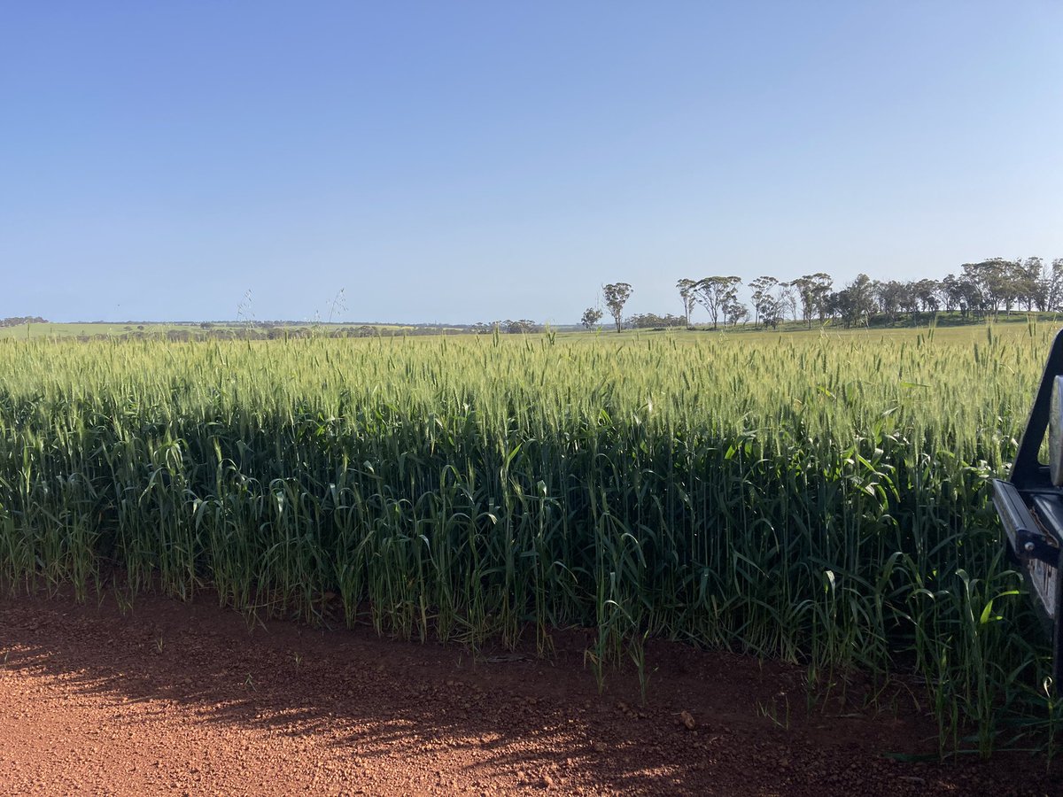 JJB McGill esquire Hoolz. living on McGill land tweet media