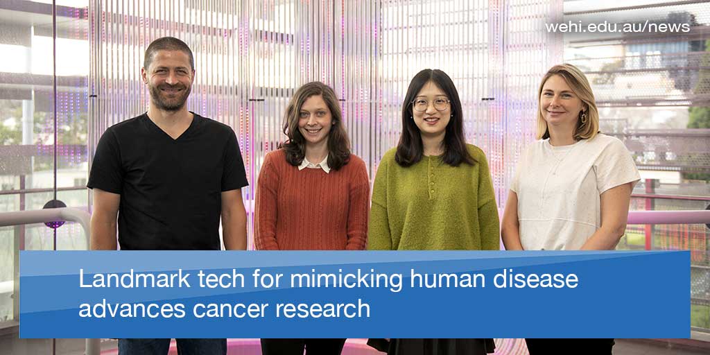 A new genome editing technique is enabling researchers to replicate human diseases with high accuracy, allowing improved #drugdiscovery for blood cancers. Great work led by @MarcoHerold_J & @gemmakelly_1, published in @NatureComms. (1/2) wehi.edu.au/news/landmark-…