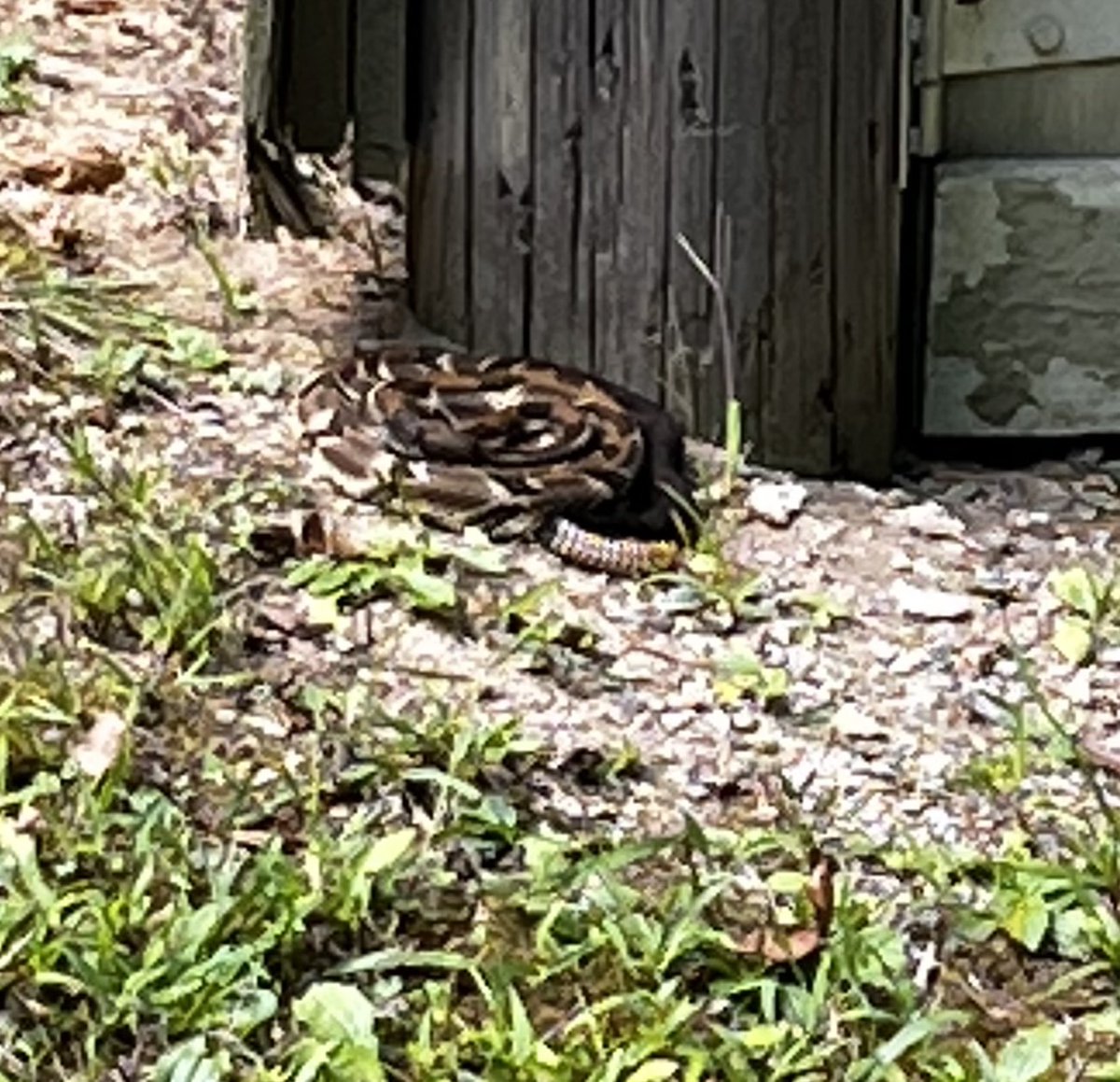 _ShondaHensley's tweet photo. Casually made friends with this big guy over the weekend. #Tremont #GreatSmokyMountains #NoGlass😵💫 #inthewild #rattlesnake https://t.co/C9tqlsWW5R