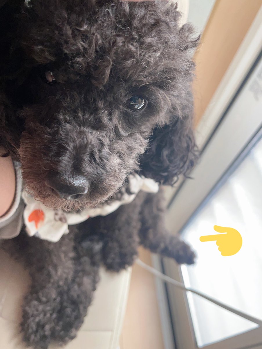 私のとなりがだいすきなあーちゃん、あんよがはみ出ちゃってるよ(*´`)
イス、ギリギリしぇあ♥️
おはよぅ
  #あーちゃん