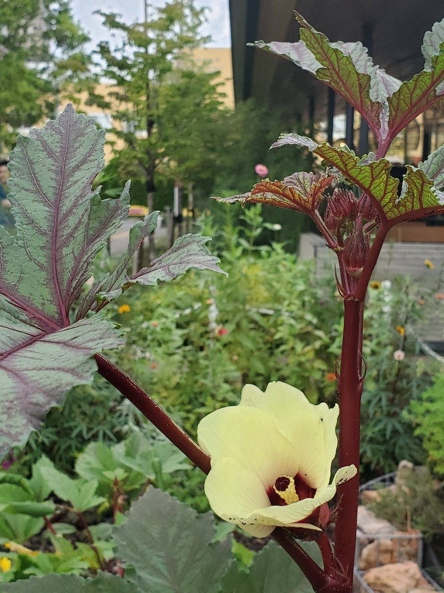 オハサン イケサン イケサンパーク は 曇り一時雨 コミュニティガーデンではコオロギの鳴き声が聞こえ 赤オクラの花が咲いています クリーム色で優しい色ですね 今日も素敵な１日を 公園 イマソラ 企業公式秋のフォロー祭り 企業公式が毎朝地元の天気を