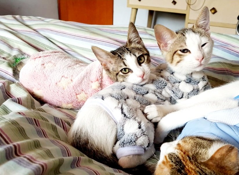incondic_peru's tweet photo. #Emma y #Piono💕🐱

#AdopciónResponsable https://t.co/KHIMK0eXIm