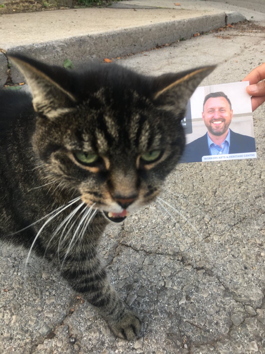 CameronKroetsch's tweet photo. Love and thanks to Vikram, Matt, Zimo, and Tory for representing me at the doors to residents (and these cute kitties) in the Central neighbourhood tonight. #KnockDoors #HamOnt #CatsForCameron https://t.co/W1GBwCreUi