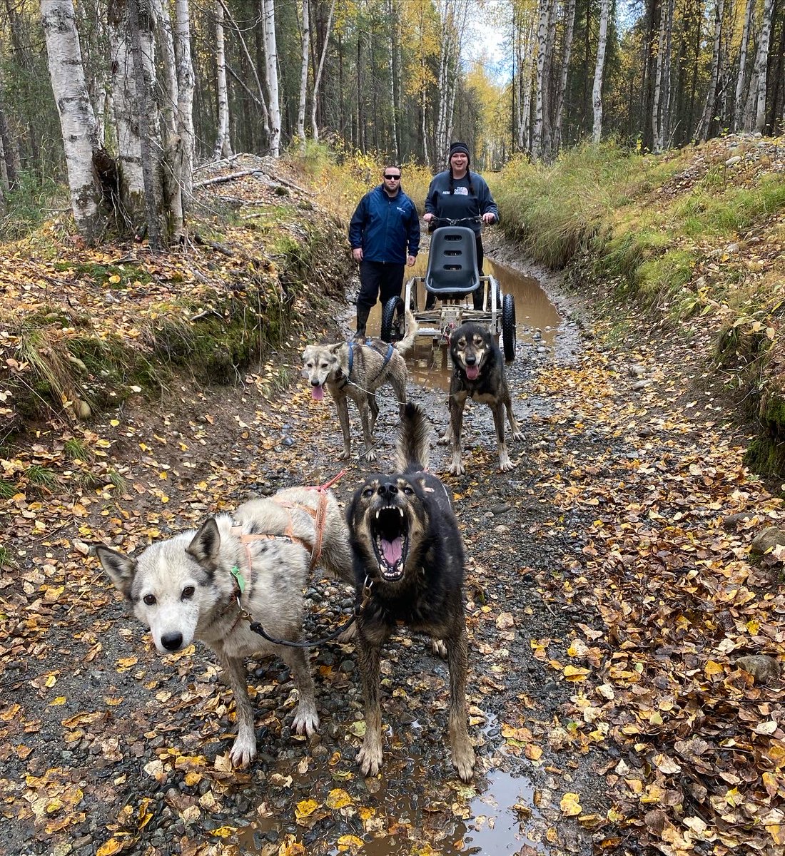 MsAmandaDolly's tweet photo. Thank you ⁦@SeaveyIdidaRide⁩ for letting us mush with #Iditarod champions!!! #dallasseaveyracing #thenorthremembers #alaska https://t.co/RsQfNNJ5Pb