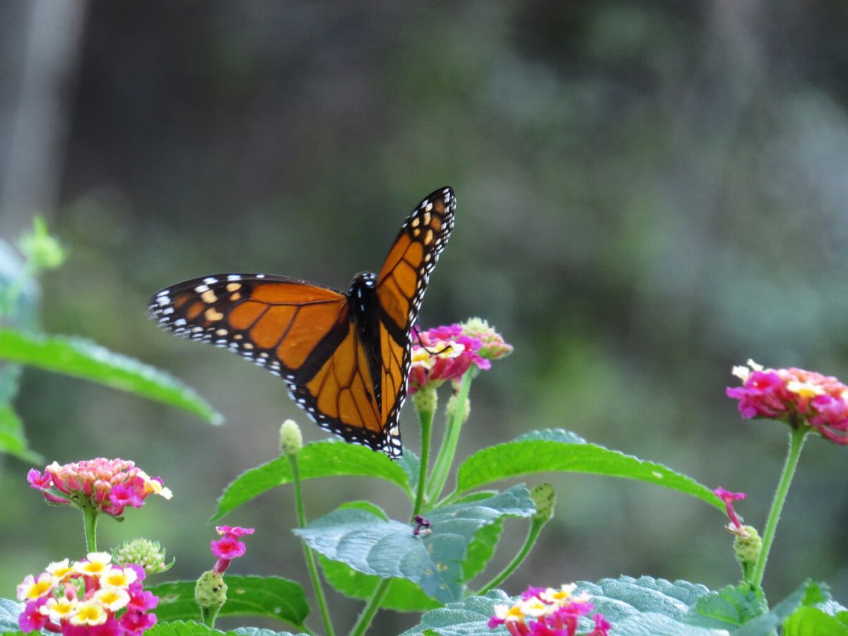 sanpedroparques's tweet photo. La mariposa monarca (Danaus plexippus), forma parte de la familia Nymphalidae. 

Se caracteriza por sus reconocibles alas de colores naranja con negro. Se le podría considerar como la más conocida de todas las mariposas de América del Norte. 

#SanPedroParques #biodiversidad https://t.co/UR9gFc6QHN