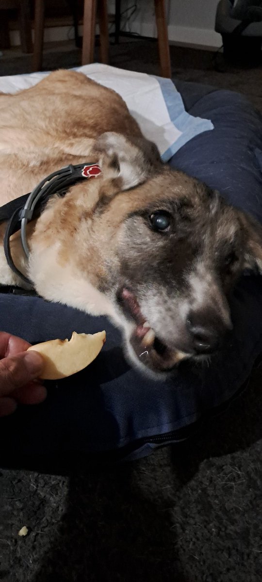 J52Wallusch's tweet photo. Today in my >>Funkcja the #Senior #Pup<< series:
Eat a Whole Bushel of Apples
#DogsofTwittter
#DogsofFootball π
#DogsofRugby π https://t.co/UHTV03bSHC