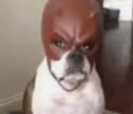 mayo_muncher_'s tweet photo. @killcarrion Yes? https://t.co/VElaKQ0SD1