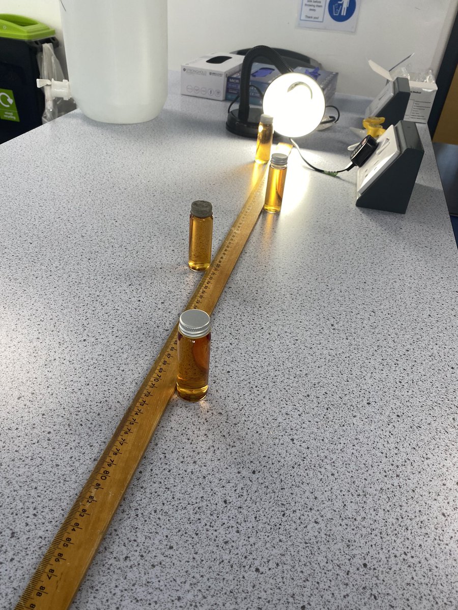 Had a lot of fun making algal balls today! <a href="/UWPGSEC/">University of Worcester - PGCE Secondary course</a> An alternative method used to see the effects of light intensity on the rate of photosynthesis! <a href="/SAPS_News/">SAPS</a> 🌱☀️