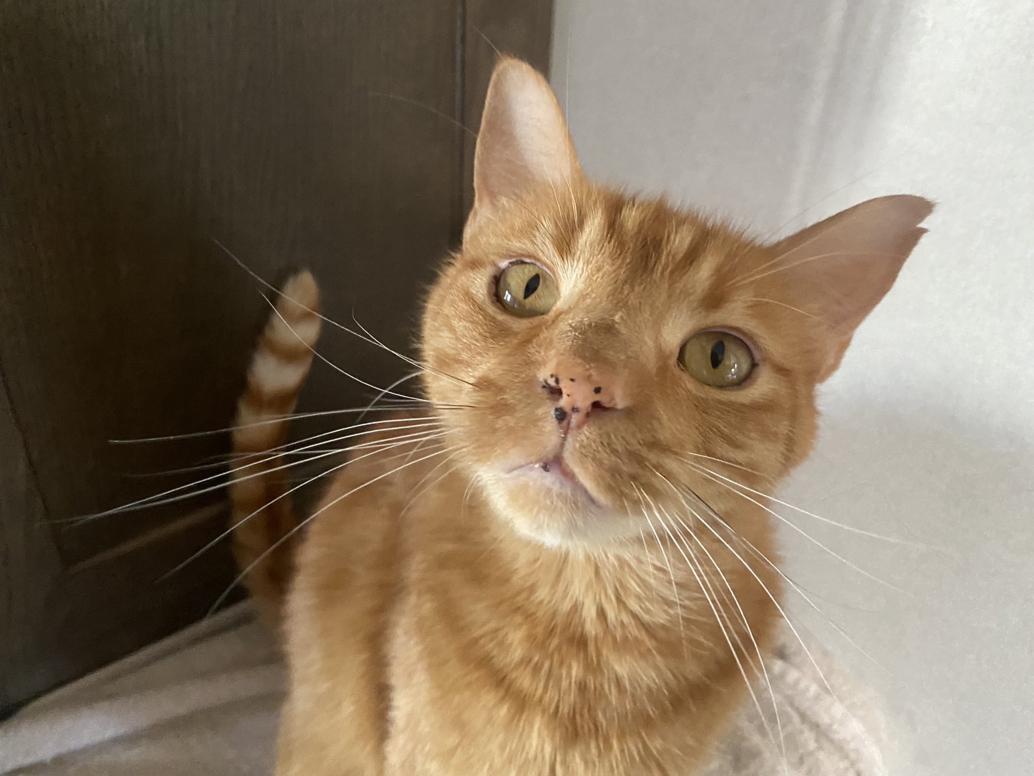 🖤 Rayne 🖤 on Twitter "janinekrippner Oh my goodness! I have a ginger