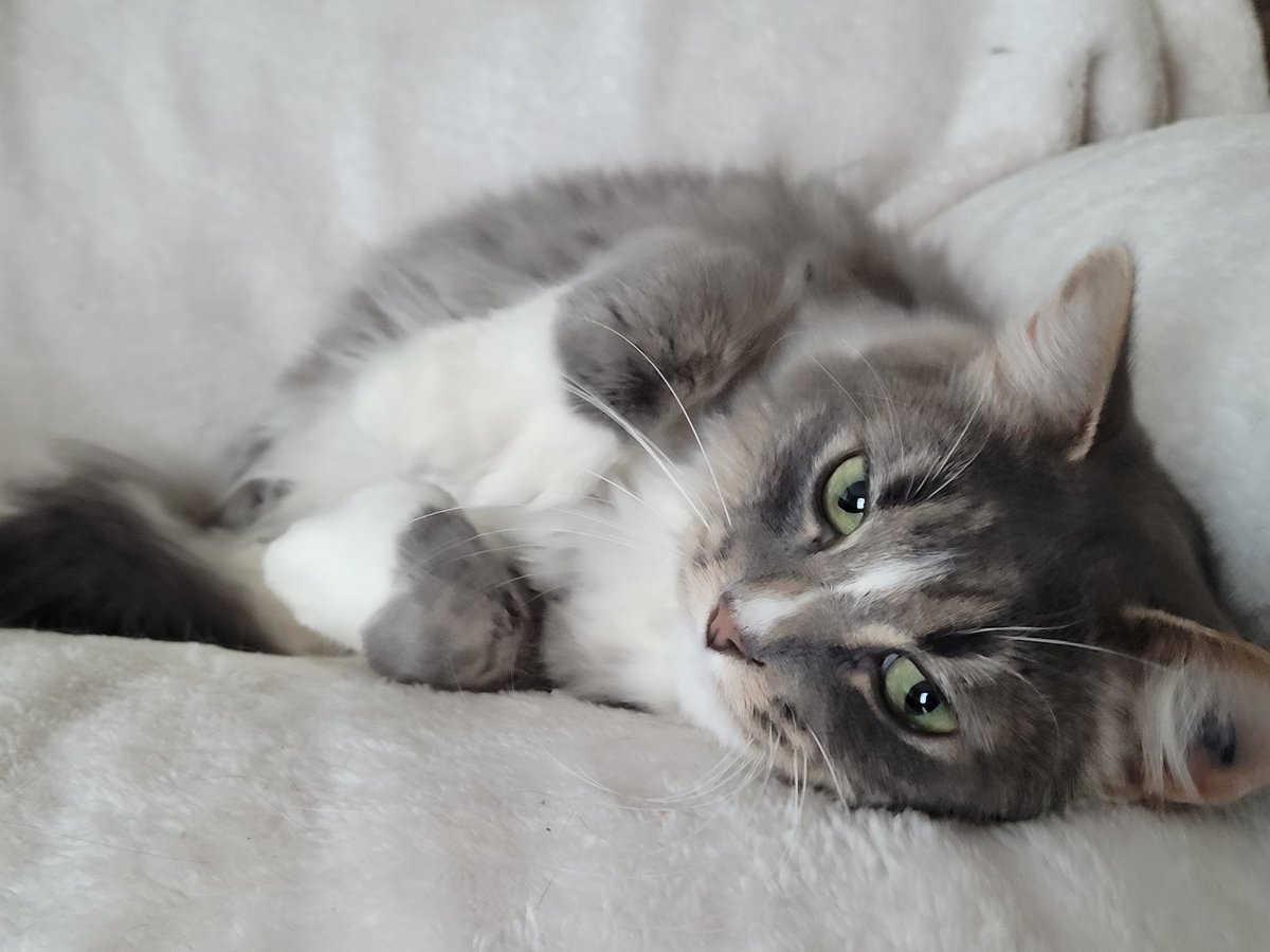 Oh this is your chair and you want me to get off? Snort.. snicker. #CatsOfTwitter #cats #tuesdaymotivations #tuesdayvibe