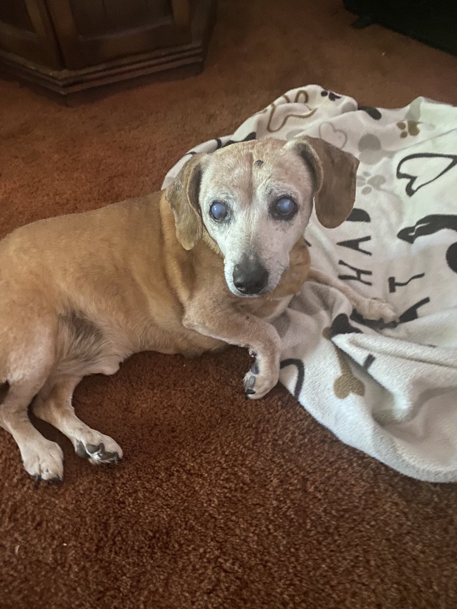 My little Hahn. He’ll be 15 in November.💕💕