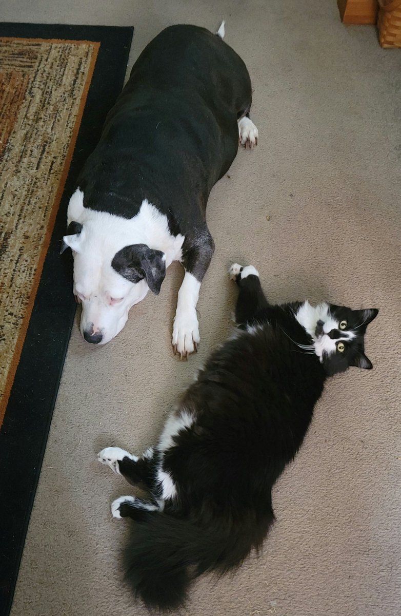 Dis iz meez anz Sisfurz daely rollz tu leev haerballz fur Momz.

Hurz WUVS da floof!😹😹😹