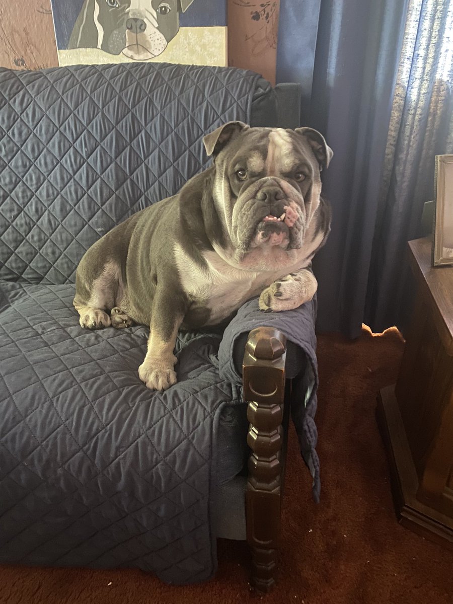 My 2 yr old bulldog Humphrey. That look he’s giving me is so funny!😂💕