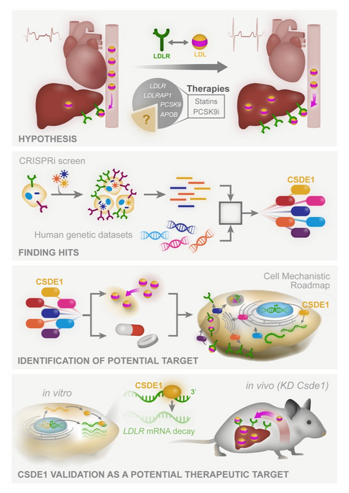 ScienceTM's tweet photo. A #CRISPR based screening study reveals that the protein CSDE1 is a key regulator of the LDL cholesterol receptor and could offer a feasible target for new #HeartDisease therapies, according to new experiments from the @JChorba lab at @UCSF. https://t.co/6US6wsquHY https://t.co/ocfHGeowvq