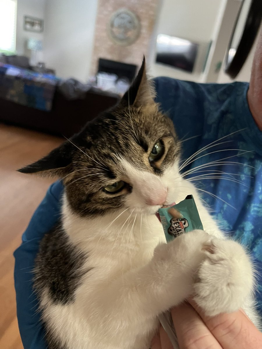 My cat is a huge fan of these <a href="/HEB/">H-E-B</a> treats. #Hereeverythingsbetter #heb #crazycat #tabbycat