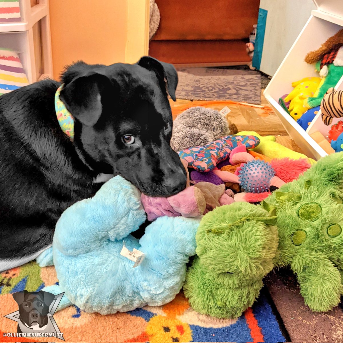 I swear I'm not spoiled! 😹 You can never have enough toys! 🧸🥎⚽🦖
.
.
Long time, no see! Life's got in the way and Mommy's been too busy to post for me. With the holidays coming up, hopefully you all will see me more often! 🐕❤️
.
.
#dogsoftwitter #DogsOnTwitter #spoiled