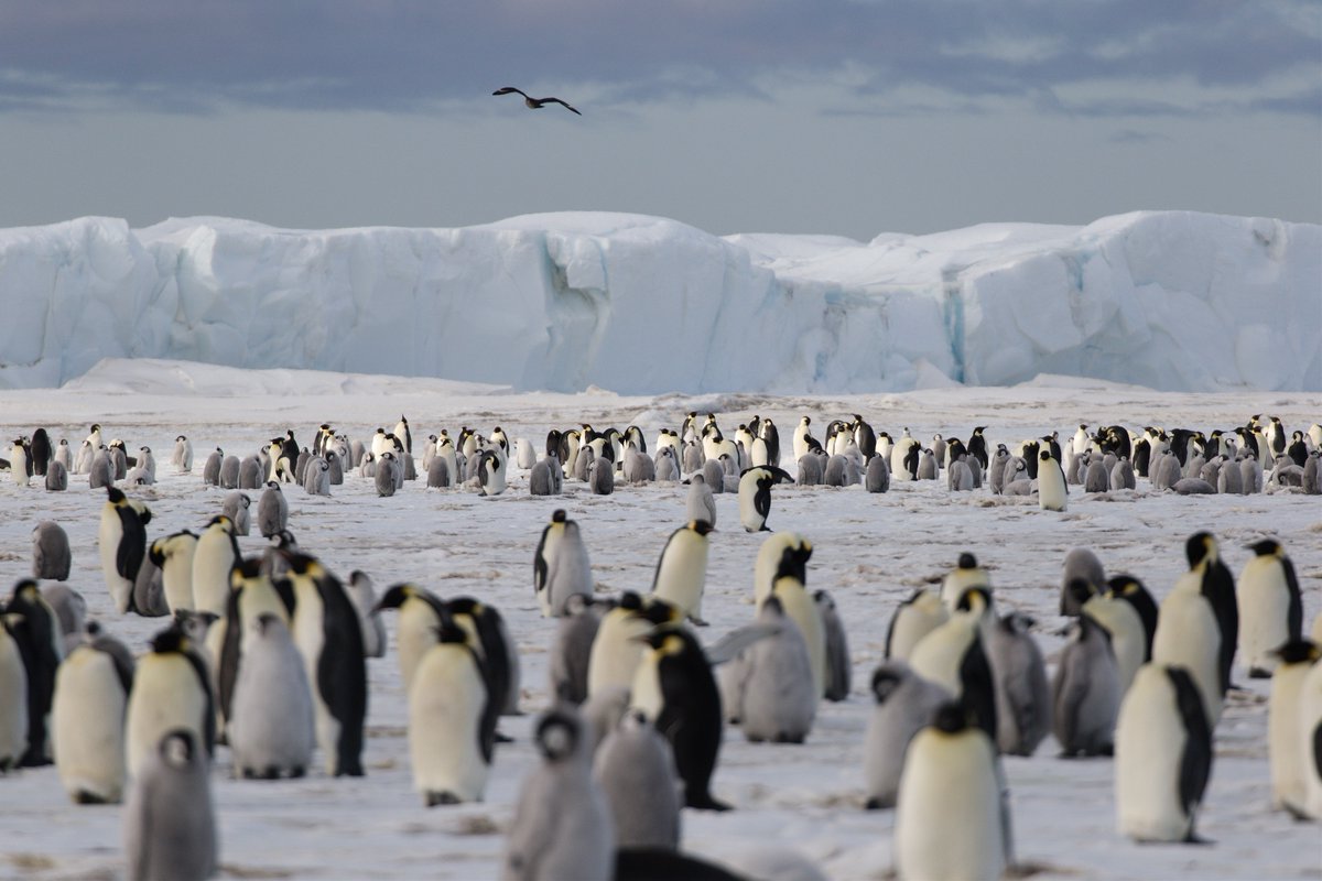 We're biking to support bird conservation this week! Support our long-term work here: pointblue.securesweet.com//teampage.asp?…
#teamOrnicycles #penguinsforsanity