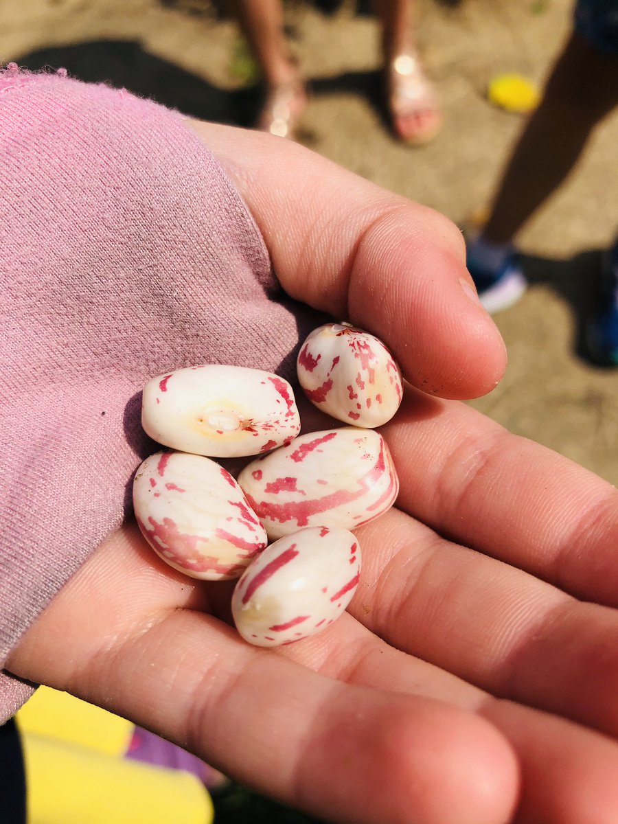TESschoolyard's tweet photo. 2nd grade Sliders really enjoyed harvesting and shelling beans during Schoolyard Stewards. Slider quote: “Who knew beans could be so BEAUTIFUL!?!” #plotagainsthunger #TuckahoeRocks #outdoorlearning @2ndgradesliders @TuckahoeSchool 
@ArlingtonFOUA https://t.co/S90RtZXChj