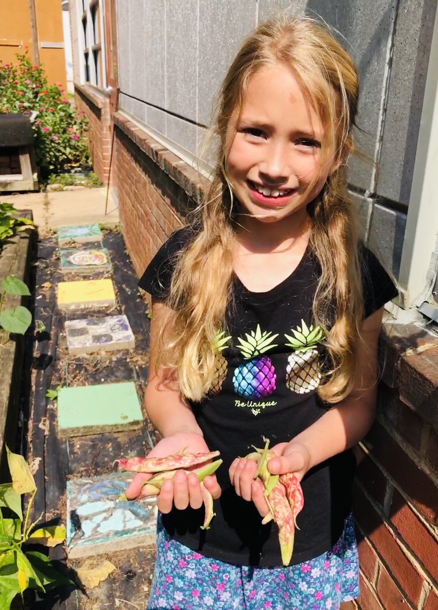 2nd grade Sliders really enjoyed harvesting and shelling beans during Schoolyard Stewards. Slider quote: “Who knew beans could be so BEAUTIFUL!?!” #plotagainsthunger #TuckahoeRocks #outdoorlearning <a href="/2ndgradesliders/">Tuckahoe 2nd Grade</a> <a href="/TuckahoeSchool/">Tuckahoe Elementary School</a> 
<a href="/ArlingtonFOUA/">Friends of Urban Ag</a>