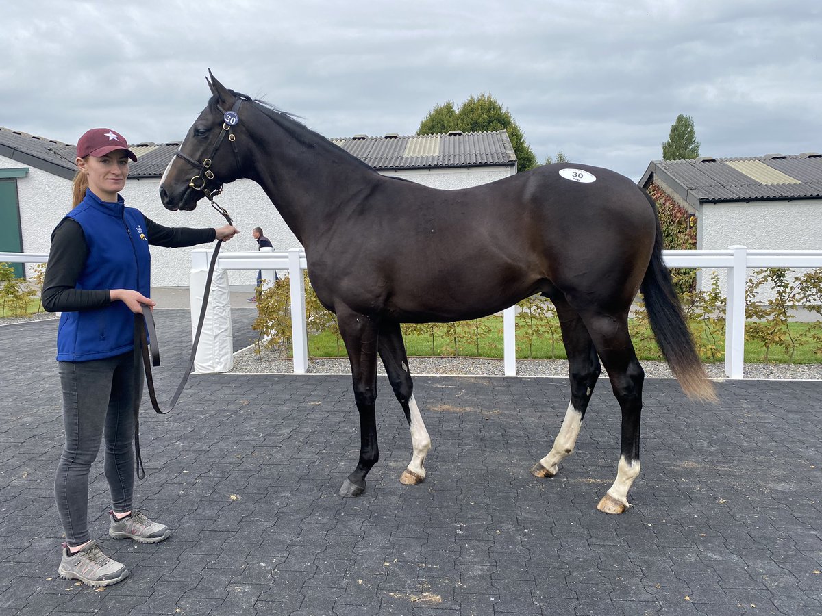 DiegoDiasracing's tweet photo. First day at @tatts_ireland happy with the purchase of lot 30 son of smooth Daddy @CompasStallions. https://t.co/C6YyBarey7