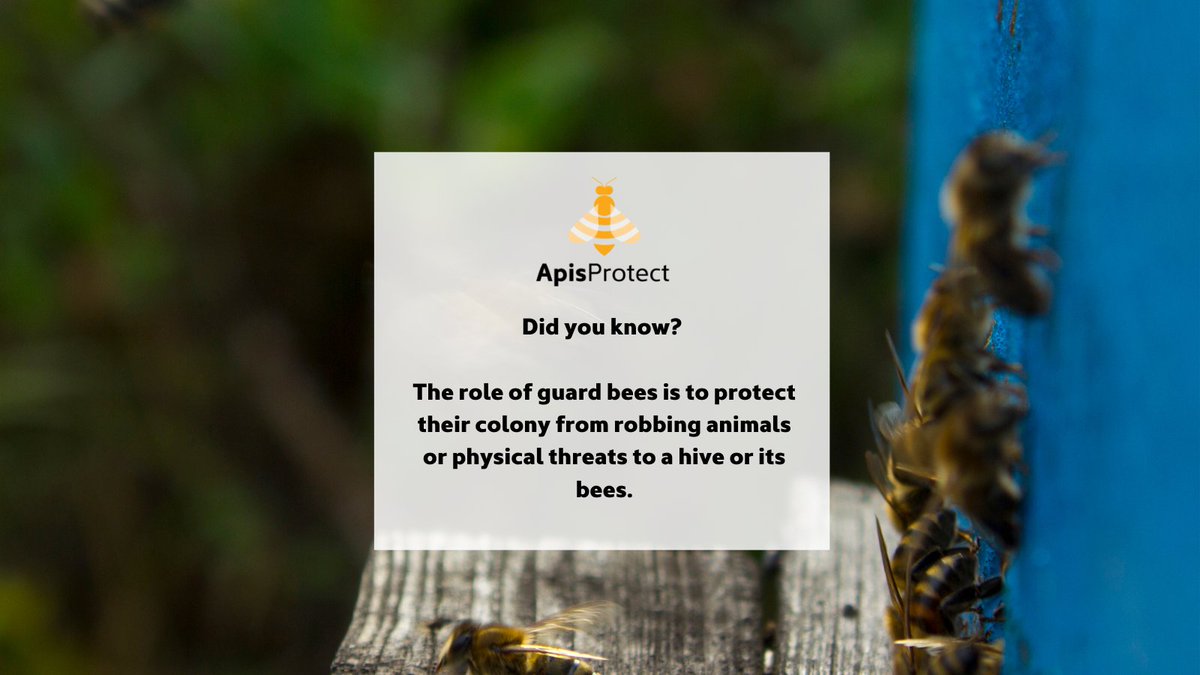 The role of guard bees is to protect their colony from robbing animals or physical threats to a hive or its bees 🐝

#NationalhoneymonthUSA #NationalHoneyMonth