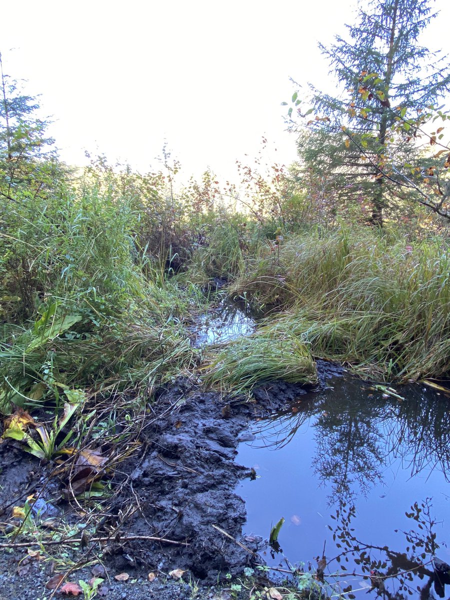 SharonBrooks13's tweet photo. #WalkWithaView Ward Lake activity: colorful sockeye, busy beaver, ducks in a row, squirrels collecting pine cones 🐿 https://t.co/gMBM2WD84S