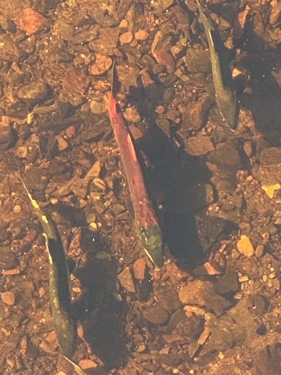 SharonBrooks13's tweet photo. #WalkWithaView Ward Lake activity: colorful sockeye, busy beaver, ducks in a row, squirrels collecting pine cones 🐿 https://t.co/gMBM2WD84S
