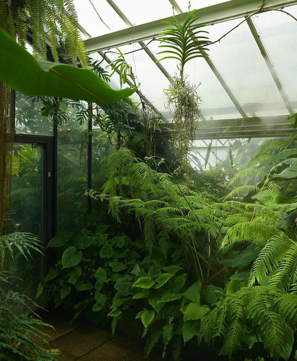 The calm of a greenhouse 🌿