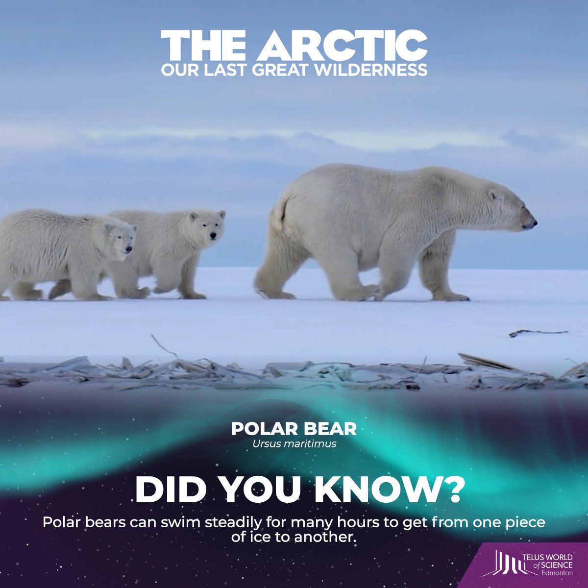 TWoSEdm's tweet photo. 🐻‍❄️ #PolarBears love to swim! Learn more about these fascinating creatures in The Arctic: Our Last Great Wilderness, #NowPlaying on the GIANT screen at #MyTWOSE! | 🍿🎥Tickets https://t.co/lAGjZNNxYv
Supported Locally by: @melcordev @StarlightYEG @grandvillayeg #yegmovies https://t.co/Tic7Wr2L4E