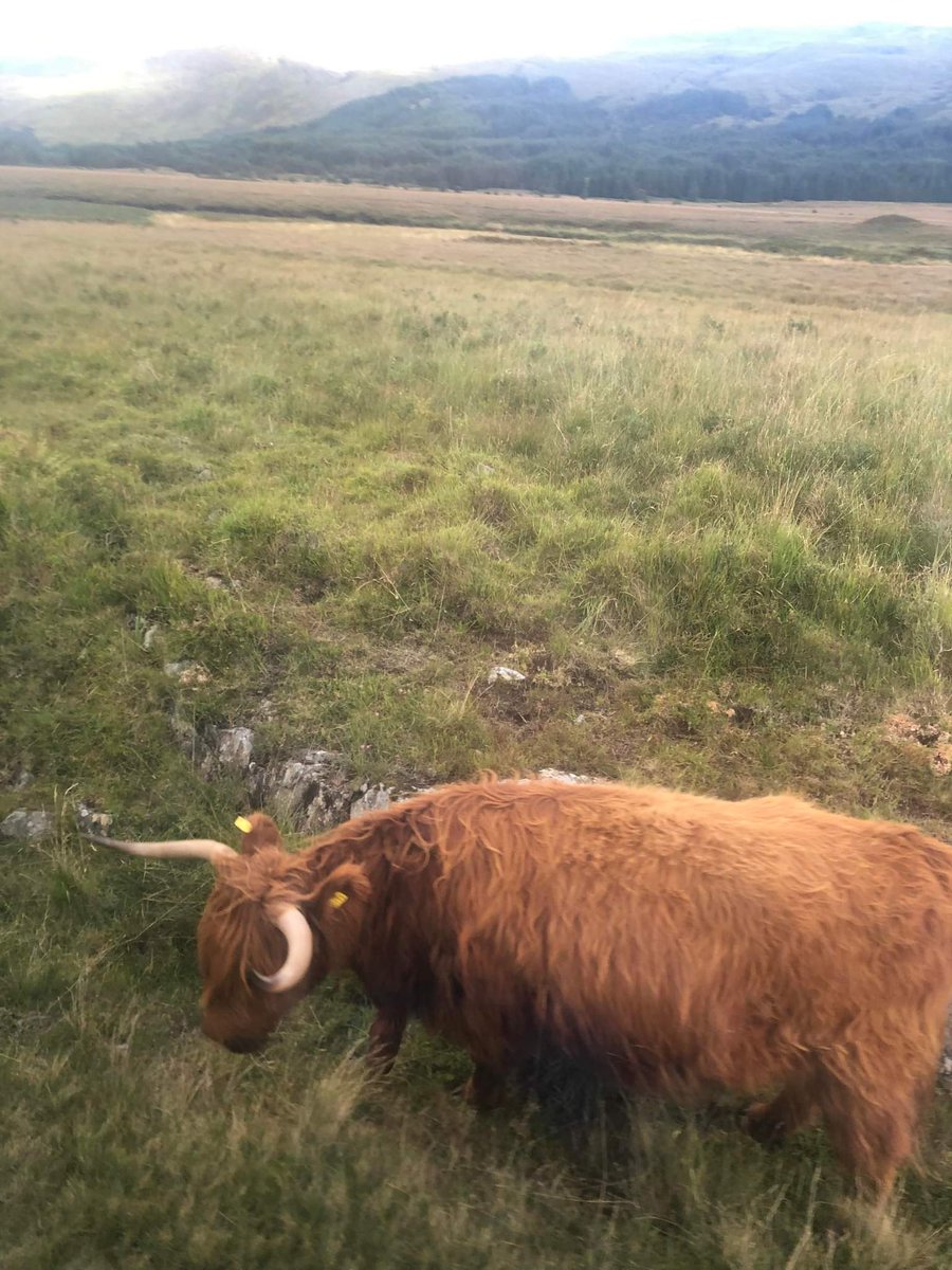 AlfredFrog's tweet photo. I FINALLY SAW HIGHLAND COO 🐮 https://t.co/tKAOMKYszD