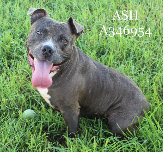 psychicwhisper3's tweet image. 🆘ASH🤗#A346954 #CorpusChristiTX
🔹APBT Mix 2 Yrs Is A Sweet,Lovable boy,Loves🎾Games &amp;amp; Watch Out 4 His Kisses😘Knows 
Basic Commands &amp;amp; Such A Friendly Soul🥰
Has Been Given⛔️Deadline 9/30 At 12 Noon💔
#PlzRT #Pledge #Adopt #ResQ #Foster 🙏
#SaveASH #RescueDogs🐾🇺🇸😢INFO⬇️