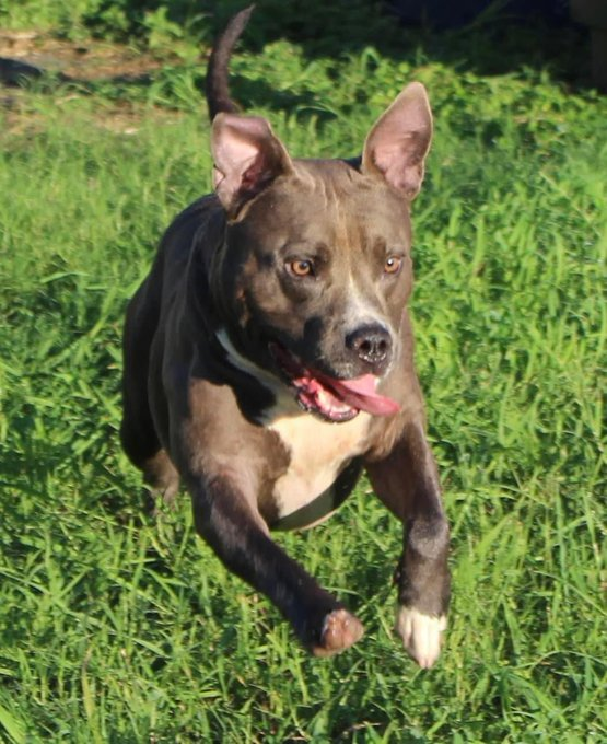 psychicwhisper3's tweet image. 🆘ASH🤗#A346954 #CorpusChristiTX
🔹APBT Mix 2 Yrs Is A Sweet,Lovable boy,Loves🎾Games &amp;amp; Watch Out 4 His Kisses😘Knows 
Basic Commands &amp;amp; Such A Friendly Soul🥰
Has Been Given⛔️Deadline 9/30 At 12 Noon💔
#PlzRT #Pledge #Adopt #ResQ #Foster 🙏
#SaveASH #RescueDogs🐾🇺🇸😢INFO⬇️