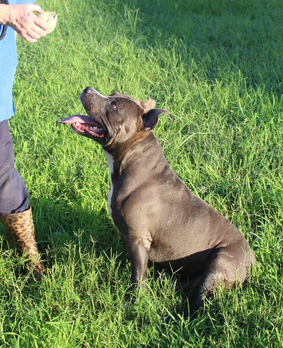 psychicwhisper3's tweet image. 🆘ASH🤗#A346954 #CorpusChristiTX
🔹APBT Mix 2 Yrs Is A Sweet,Lovable boy,Loves🎾Games &amp;amp; Watch Out 4 His Kisses😘Knows 
Basic Commands &amp;amp; Such A Friendly Soul🥰
Has Been Given⛔️Deadline 9/30 At 12 Noon💔
#PlzRT #Pledge #Adopt #ResQ #Foster 🙏
#SaveASH #RescueDogs🐾🇺🇸😢INFO⬇️