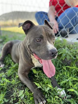psychicwhisper3's tweet image. 🆘ASH🤗#A346954 #CorpusChristiTX
🔹APBT Mix 2 Yrs Is A Sweet,Lovable boy,Loves🎾Games &amp;amp; Watch Out 4 His Kisses😘Knows 
Basic Commands &amp;amp; Such A Friendly Soul🥰
Has Been Given⛔️Deadline 9/30 At 12 Noon💔
#PlzRT #Pledge #Adopt #ResQ #Foster 🙏
#SaveASH #RescueDogs🐾🇺🇸😢INFO⬇️