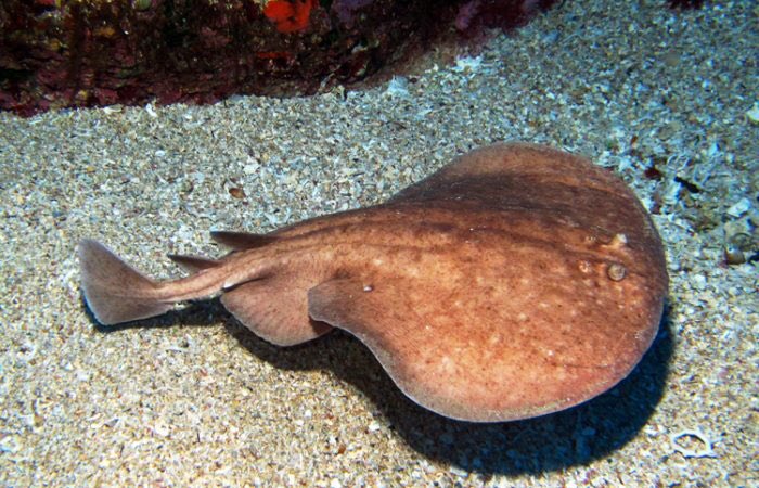 SeaToonzNFT's tweet photo. Good afternoon, did you know there is a small group of rays called electric rays? They have the ability to create electricity much like electric eels, electric rays live in areas of large sandy seabeds, kelp beds and rocky coral reefs in the Pacific Ocean. https://t.co/PfKZtSysvu