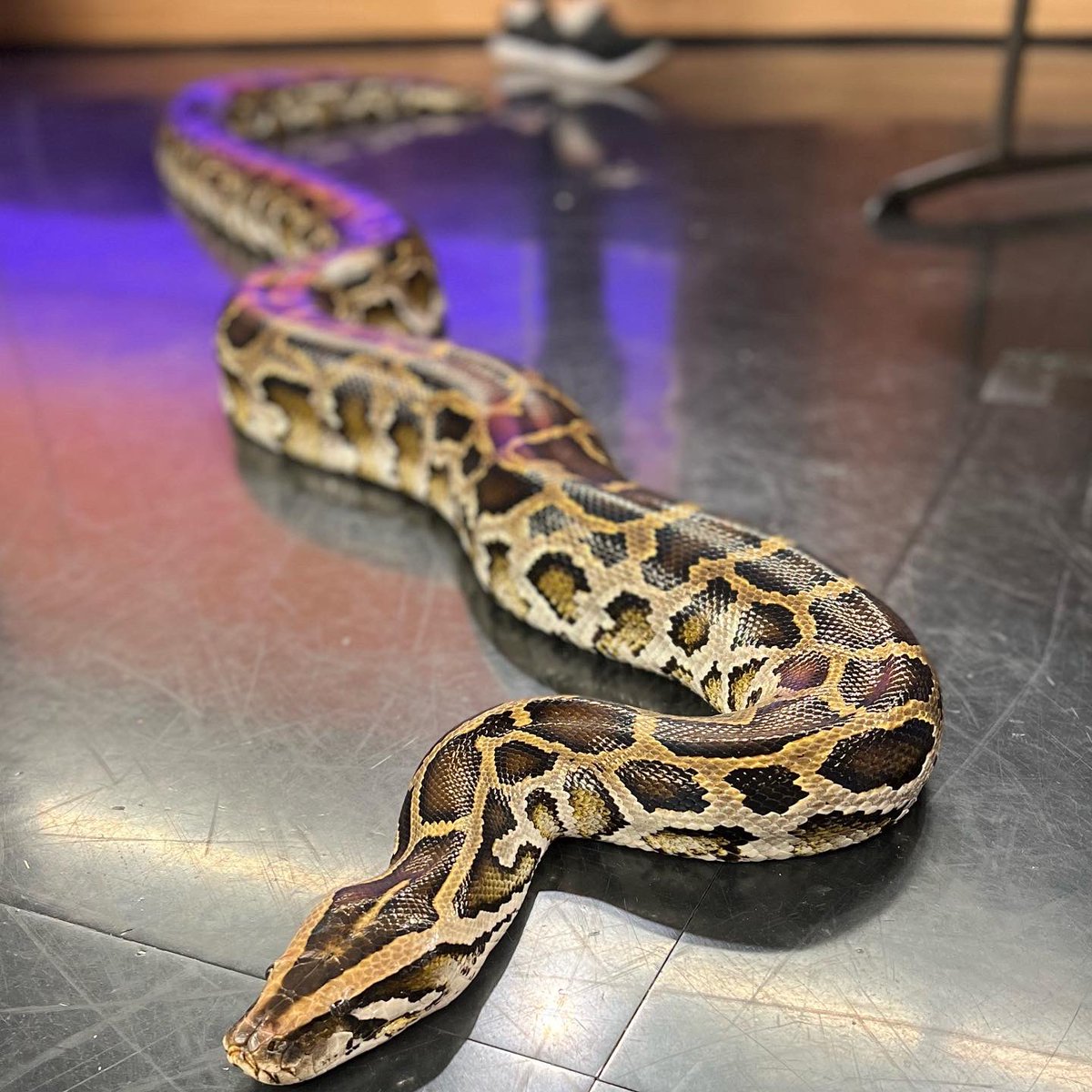 MikuniTaro's tweet photo. Look who showed up to our #Studio40 segment! 🐊 🐍 I am the happiest when I can give more than when I can receive more! #CapitalCup#CharityGolf ⛳️ raised more than $2.1 million just this year already! 🎊 #DCAPartners https://t.co/csss0bzakG